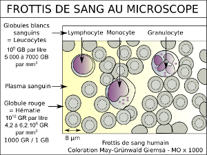 Cellules sanguines