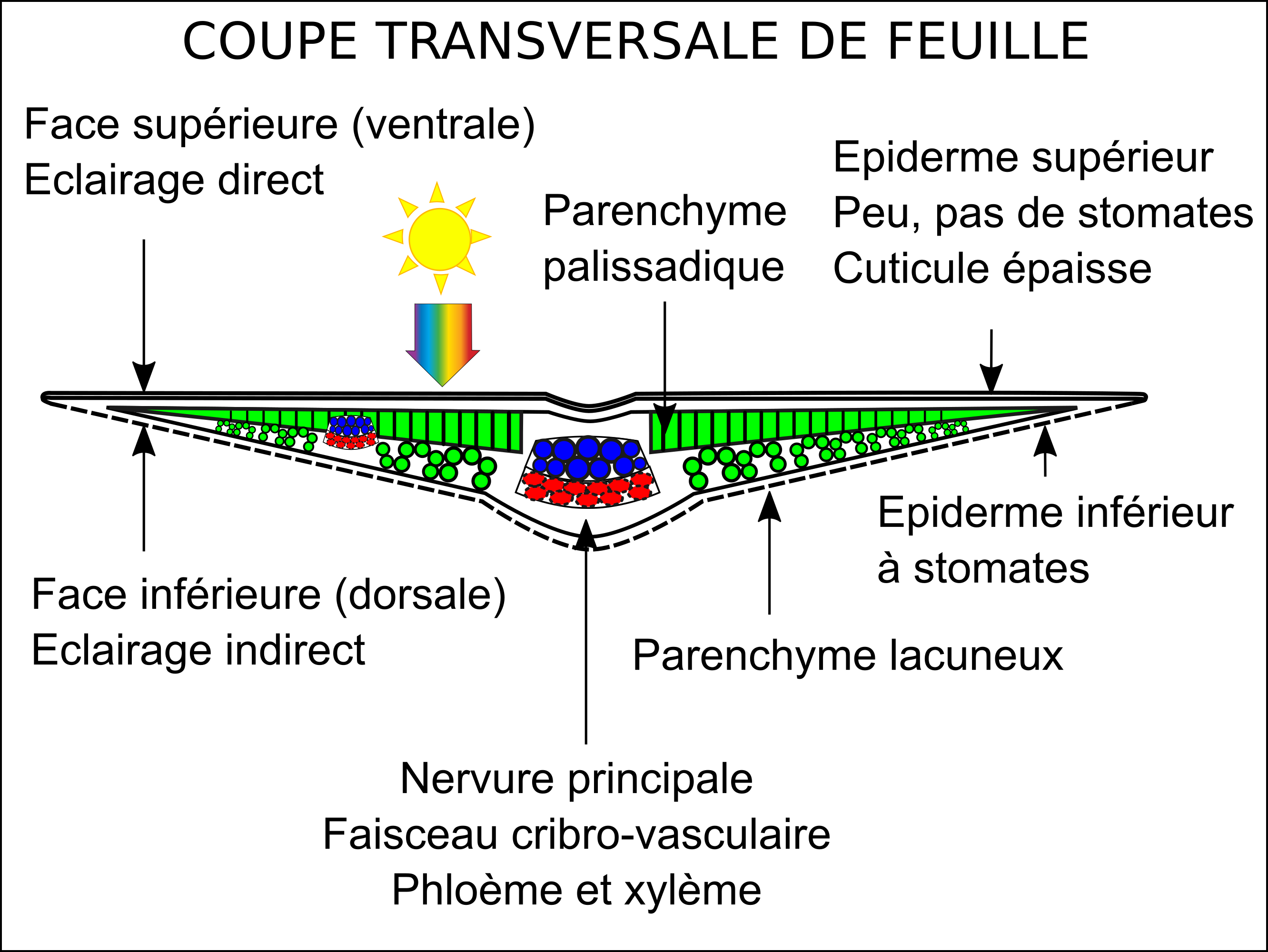 Structure de la feuille